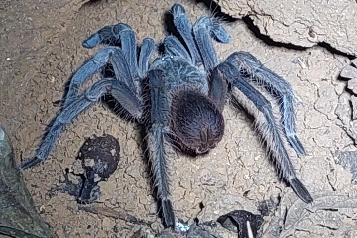 Tarantula on the night tour